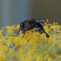 Sphecidae or Crabronidae (families) at Tharwa, ACT - 3 Feb 2019 12:00 AM