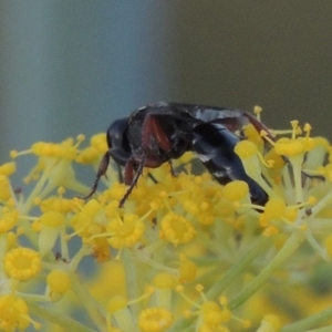 Sphecidae or Crabronidae (families) at Tharwa, ACT - 3 Feb 2019