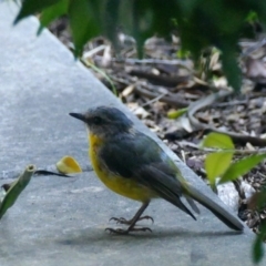 Eopsaltria australis (Eastern Yellow Robin) at "Rivendell" Mimosa Park Road - 8 Feb 2019 by vivdavo