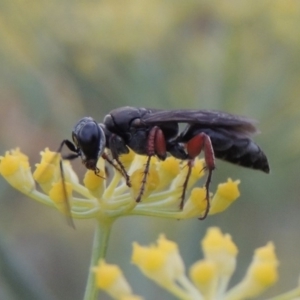 Sphecidae or Crabronidae (families) at Paddys River, ACT - 17 Jan 2019 07:54 PM