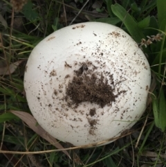 zz agaric (stem; gills not white/cream) at Red Hill to Yarralumla Creek - 9 Apr 2019 by LisaH