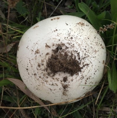 zz agaric (stem; gills not white/cream) at Hughes, ACT - 9 Apr 2019 by LisaH