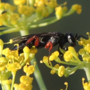 Sphecidae or Crabronidae (families) at Paddys River, ACT - 29 Jan 2019 08:20 PM