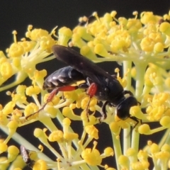 Sphecidae or Crabronidae (families) at Paddys River, ACT - 29 Jan 2019 08:20 PM