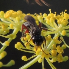 Sphecidae or Crabronidae (families) at Paddys River, ACT - 29 Jan 2019 08:20 PM