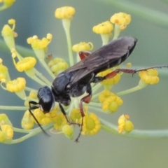 Sphecidae or Crabronidae (families) at Paddys River, ACT - 29 Jan 2019 08:20 PM