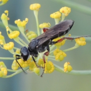 Sphecidae or Crabronidae (families) at Paddys River, ACT - 29 Jan 2019