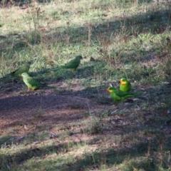 Polytelis swainsonii (Superb Parrot) at Red Hill to Yarralumla Creek - 9 Apr 2019 by LisaH