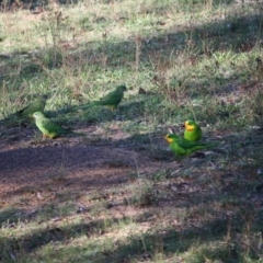 Polytelis swainsonii (Superb Parrot) at Hughes, ACT - 9 Apr 2019 by LisaH