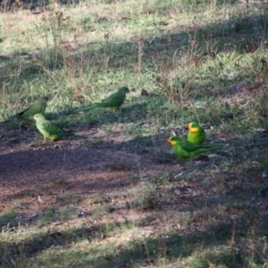 Polytelis swainsonii at Hughes, ACT - 10 Apr 2019