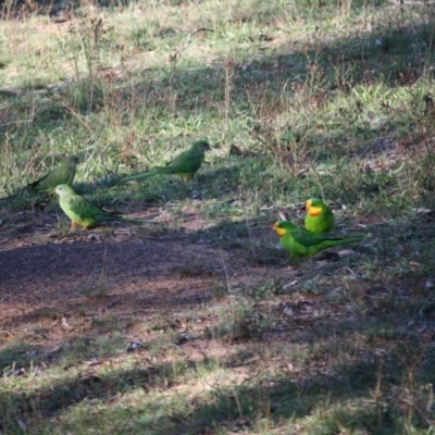 Polytelis swainsonii (Superb Parrot) at Red Hill to Yarralumla Creek - 9 Apr 2019 by LisaH
