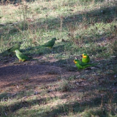 Polytelis swainsonii (Superb Parrot) at Hughes, ACT - 10 Apr 2019 by LisaH