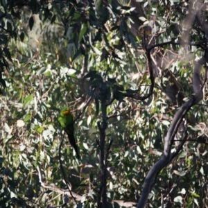 Polytelis swainsonii at Hughes, ACT - 10 Apr 2019