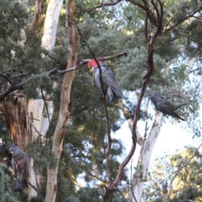 Callocephalon fimbriatum (Gang-gang Cockatoo) at Red Hill to Yarralumla Creek - 9 Apr 2019 by LisaH
