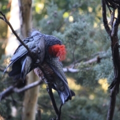 Callocephalon fimbriatum at Hughes, ACT - 10 Apr 2019