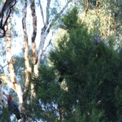 Callocephalon fimbriatum at Hughes, ACT - suppressed