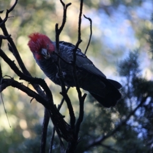 Callocephalon fimbriatum at Hughes, ACT - 10 Apr 2019