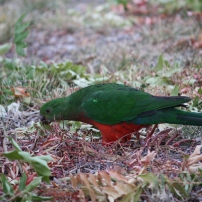 Alisterus scapularis (Australian King-Parrot) at Deakin, ACT - 13 Mar 2019 by LisaH