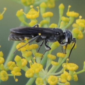 Sphecidae or Crabronidae (families) at Paddys River, ACT - 29 Jan 2019 08:26 PM