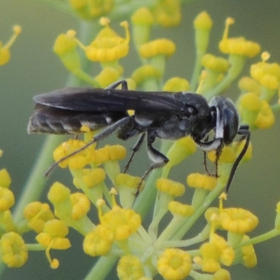 Sphecidae or Crabronidae (families) (Unidentified sand wasp) at Point Hut to Tharwa - 29 Jan 2019 by michaelb