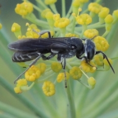 Sphecidae or Crabronidae (families) at Paddys River, ACT - 29 Jan 2019 08:26 PM