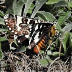 Apina callisto (Pasture Day Moth) at Mount Taylor - 10 Apr 2019 by JohnBundock