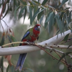 Platycercus elegans (Crimson Rosella) at Red Hill to Yarralumla Creek - 3 Apr 2019 by LisaH