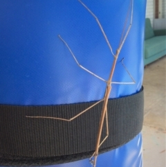 Phasmatodea (order) (Unidentified stick insect) at Pambula, NSW - 7 Mar 2019 by elizabethgleeson