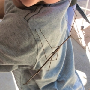 Phasmatodea (order) at Pambula Preschool - 7 Mar 2019 03:45 PM