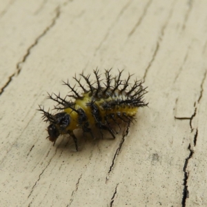 Epilachna sp. (genus) at Brogo, NSW - 5 Mar 2019 01:58 AM