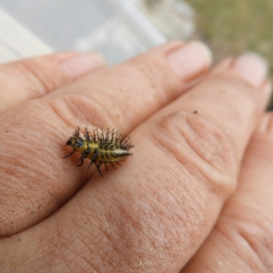 Epilachna sp. (genus) at Brogo, NSW - 5 Mar 2019 01:58 AM