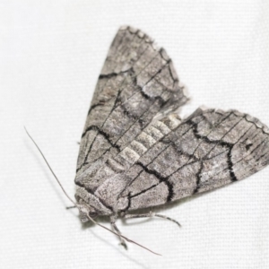 Stibaroma undescribed species at Hackett, ACT - 8 Apr 2019 08:10 PM