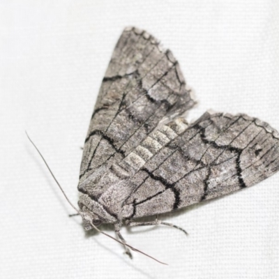 Stibaroma undescribed species (A Line-moth) at Hackett, ACT - 8 Apr 2019 by AlisonMilton