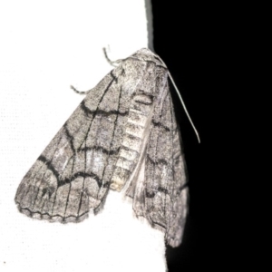 Stibaroma undescribed species at Hackett, ACT - 8 Apr 2019 08:10 PM