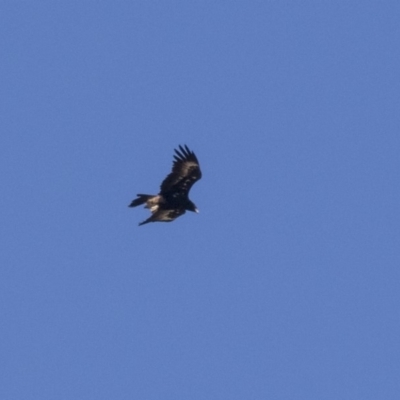 Aquila audax (Wedge-tailed Eagle) at Hawker, ACT - 9 Apr 2019 by Alison Milton
