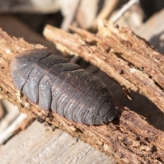 Laxta sp. (genus) (Bark cockroach) at Higgins, ACT - 30 Mar 2019 by AlisonMilton