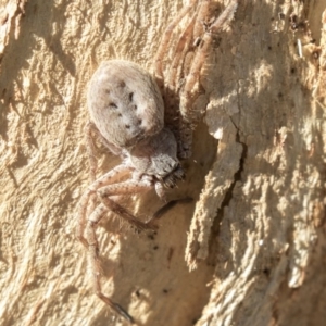 Sparassidae (family) at Higgins, ACT - 31 Mar 2019 09:20 AM