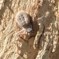 Sparassidae (family) (A Huntsman Spider) at Higgins, ACT - 30 Mar 2019 by AlisonMilton