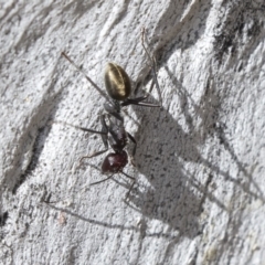 Camponotus suffusus (Golden-tailed sugar ant) at Higgins, ACT - 31 Mar 2019 by AlisonMilton