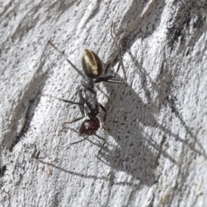 Camponotus suffusus at Higgins, ACT - 31 Mar 2019