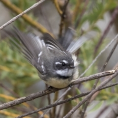 Rhipidura albiscapa (Grey Fantail) at Higgins, ACT - 31 Mar 2019 by AlisonMilton