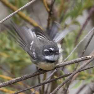 Rhipidura albiscapa at Higgins, ACT - 31 Mar 2019 10:15 AM