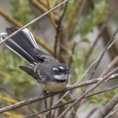 Rhipidura albiscapa at Higgins, ACT - 31 Mar 2019 10:15 AM