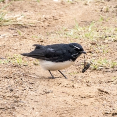 Rhipidura leucophrys (Willie Wagtail) at Higgins, ACT - 31 Mar 2019 by AlisonMilton