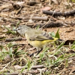 Acanthiza chrysorrhoa (Yellow-rumped Thornbill) at Higgins, ACT - 30 Mar 2019 by Alison Milton
