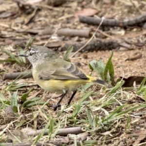 Acanthiza chrysorrhoa at Higgins, ACT - 31 Mar 2019