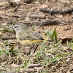 Acanthiza chrysorrhoa at Higgins, ACT - 31 Mar 2019