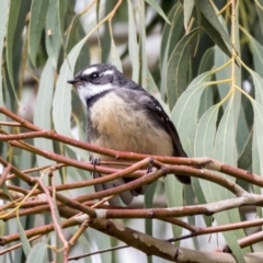 Rhipidura albiscapa (Grey Fantail) at Higgins, ACT - 30 Mar 2019 by Alison Milton