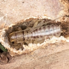 Gryllacrididae sp. (family) (Wood, Raspy or Leaf Rolling Cricket) at Higgins, ACT - 30 Mar 2019 by AlisonMilton