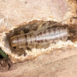 Gryllacrididae (family) at Higgins, ACT - 31 Mar 2019